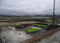 The program began with farm tours on the opening day; one of those tours began with a tour of Boomaroo Nurseries.