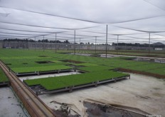 Boomaroo Nurseries is a wholesale supplier of vegetable seedlings to the fresh produce industry and potted greenlife products to the nursery and garden industry.