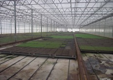 Boomaroo Nurseries has capability to produce up to 400 million vegetable seedlings annually across over 150 individual varieties.