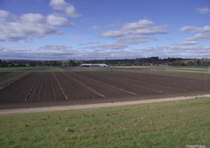 Boratto Farms supplies the Australian fresh produce market and salad processors.