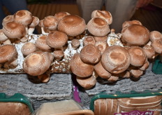 Organic mushrooms on display at the Mother Earth booth.