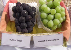 The size of these grapes were kept very big by pruning the bunches, while the bunches themselves are kept small, as they are retailed as single bunches. Retail prices in Japan are around 12 USD per bunch.