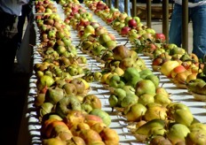 A Fruit Show is organized by the Italian Fruit Tree Research Center twice a year. Last show has taken place on september 29th 2007.