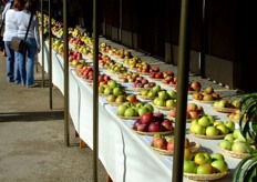 Apples' section of the Fruit Show.