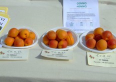 Some apricot varieties are presented by fruit tree nursery CONVI.