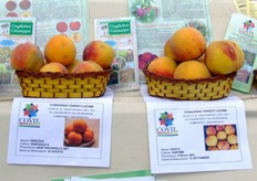 COVIL stand presents some peach varieties as well.