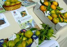 Some citrus fruit varieties presented by COVIL.