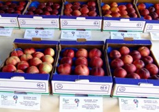 Some nectarines presented by Daniele Neri.