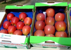 Other Italian fruit tree nurseries were present as well. Here are some apples varieties by Vivai Zanzi.