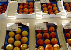 The Fruit Show. Stone fruit section.