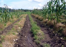 Asparagus fields in Colombia.