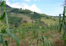 "This field is located in the "Cafeteria Zone" in Manizales."