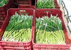 Peru: just picked green asparagus.