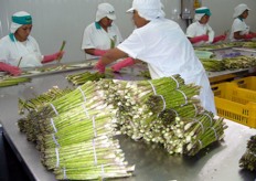 Sorting line for green asparagus in Truijllo (Peru).