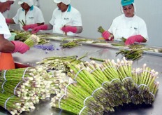 Asparagus sorted by size.