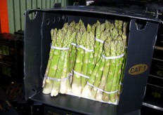 A packed bunch of first class asparagus is ready to be delivered.