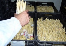 Bunches of white asparagus