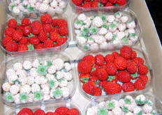 Raspberry and pineapple strawberries in the booth of Alexport