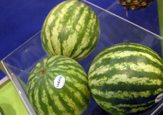 Greenbox has recently started to import their own watermelons from Ecuador. It's the first year Greenbox imports these watermelons of Tropic Sweet