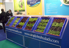 All kinds of lettuces in the booth of Simply Fresh