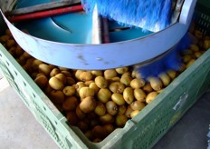 Sized kiwis are collected in a bin.