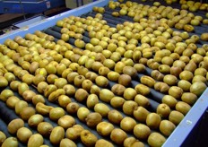 A conveyer belt leads the fruit to the labeling machine.