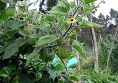 Physalis plants.