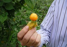 Detail of the Physalis fruit.