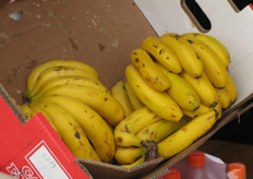 The typical small bananas which are grown in this region