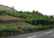 Small plot of banana plants near the Funchal hotel area.