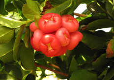 The tropical fruit Djamboe aer (Syzygium aqueum)