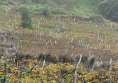 Only the grapes from the south western part of the island are used for the famous Madeira Wine. These grapes are processed into 'ordinary' wine.