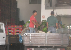 The local banana cooperative packs the bananas for the growers. The bananas from Madeira are only exported to the Portuguese mainland.