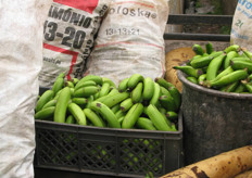 The cooperative consists of many small growers. Due to the steep slopes much of the labour has to be done by hand.