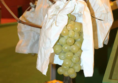 Protected table grapes Vinalopo