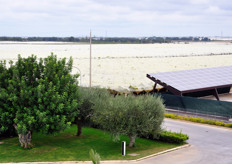 Vineyards of table grapes, protected by plastic films. Giuliano firm receives deliveries from more than 400 producers on a total acreage of 600 hectares.