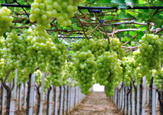 Table grape (cv. Italia) ready to be cut. Giuliano produces and sells all main table grapes varieties, both with seeds and seedless. Grapes season goes from June to December.