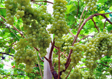 Table grapes Italia is still market leader in the white grape segment.