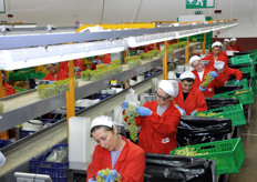 The art of selecting and packaging the table grapes.