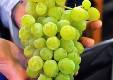 Table grape cv. Regina, with typical small spot on the fruit. It is a very sweet variety (Brix between 18 and 23).