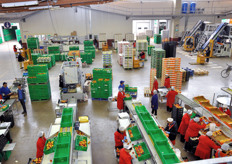 An overview of the stonefruits packaging area.