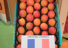 This new variety of apricot is the earliest variety available on the market (apricots in picture harvested 2nd of May 2011).