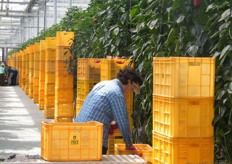 harvesting paprikas