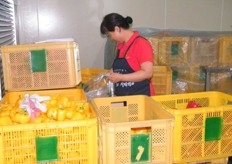 bell peppers for domestic market are being packed manually