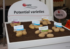 HZPC Potential varieties.