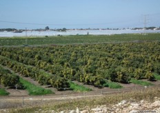 Avocado fields, with behind the avocado fields, greenhouses with cucumbers.