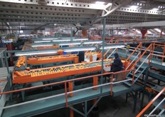 The Or clementines are sorted. Poor quality goes to processed industry.