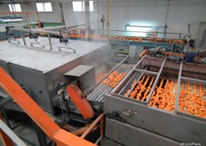 The Or clementines get washed, dried and waxed.