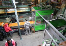 The clementines are put in order, so the Maf Roda machine can easily put them in boxes.