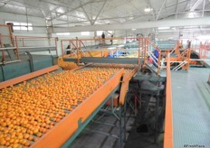 The Or clementines are sorted by size.